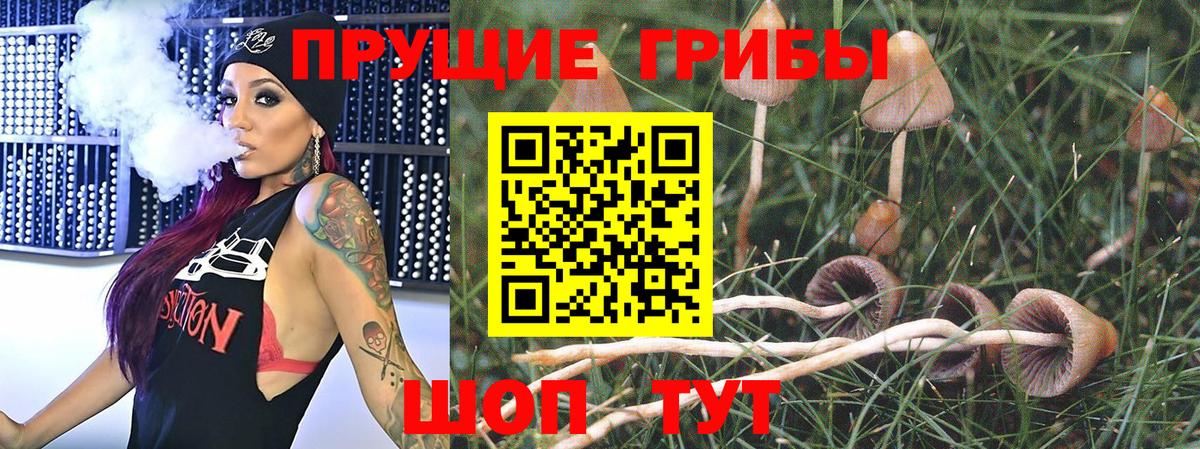 Будённовск  Псилоцибиновые грибы мухоморы  Вход с VPN 